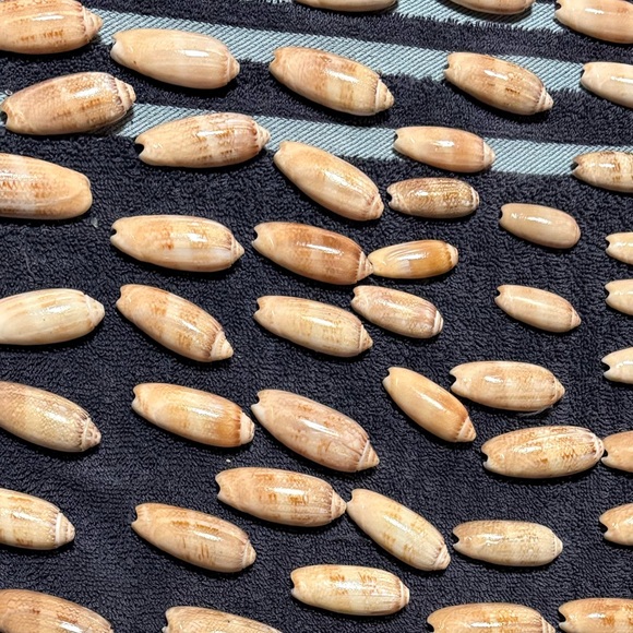 Real Shells for crafting/decor - Picture 2 of 2